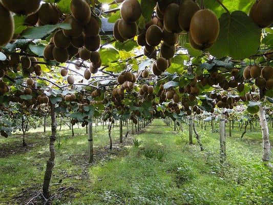 Orchestrating Growth: The Subterranean Symphony in Fruit Farming Irrigation